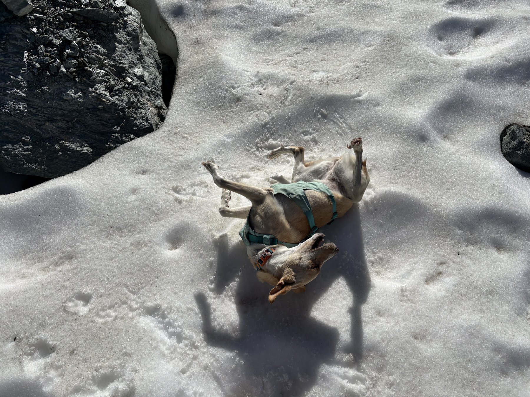 Luna beim verspielten Wälzen im Schnee