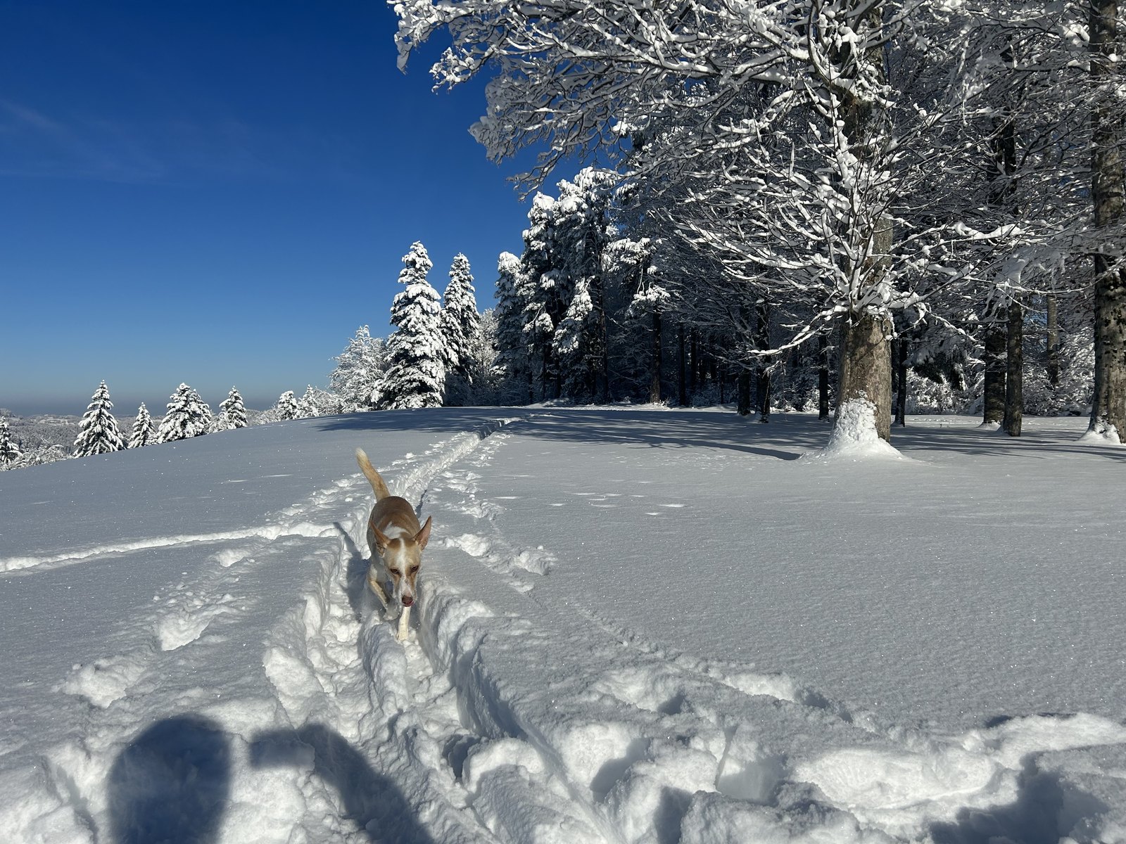 Luna beim Gehen durch tiefen Schnee